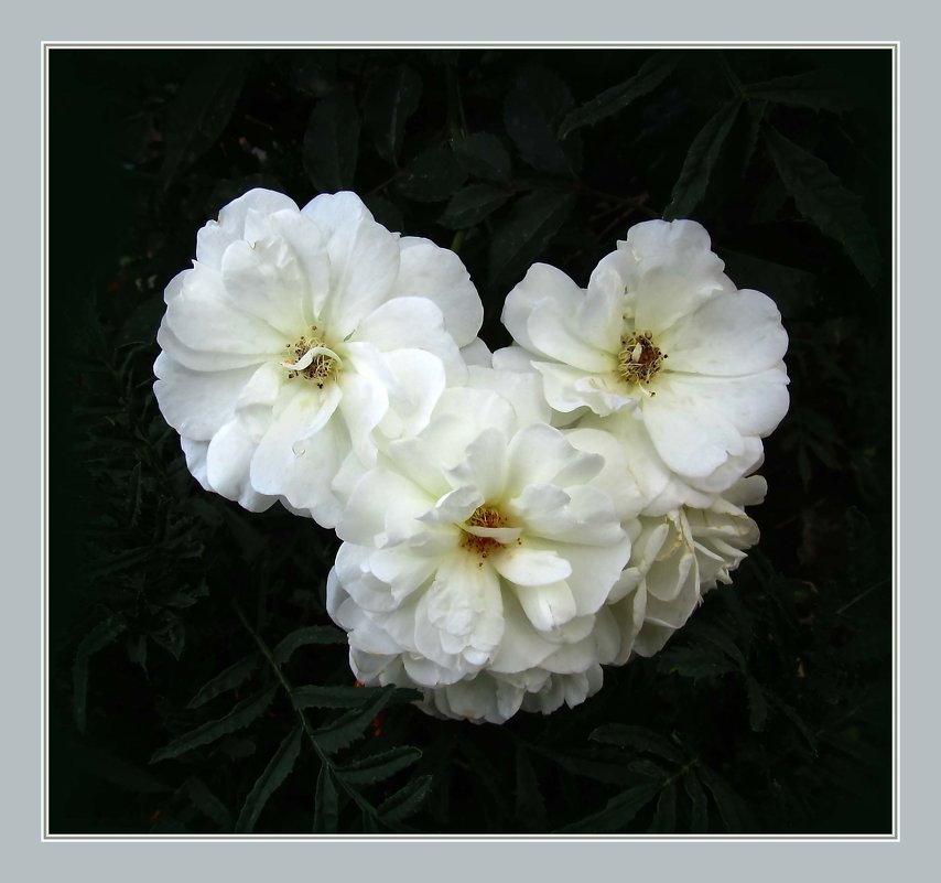 Белые розы - ludmila 