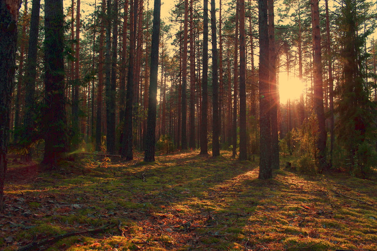 Закат в лесу - Белла Самосадова