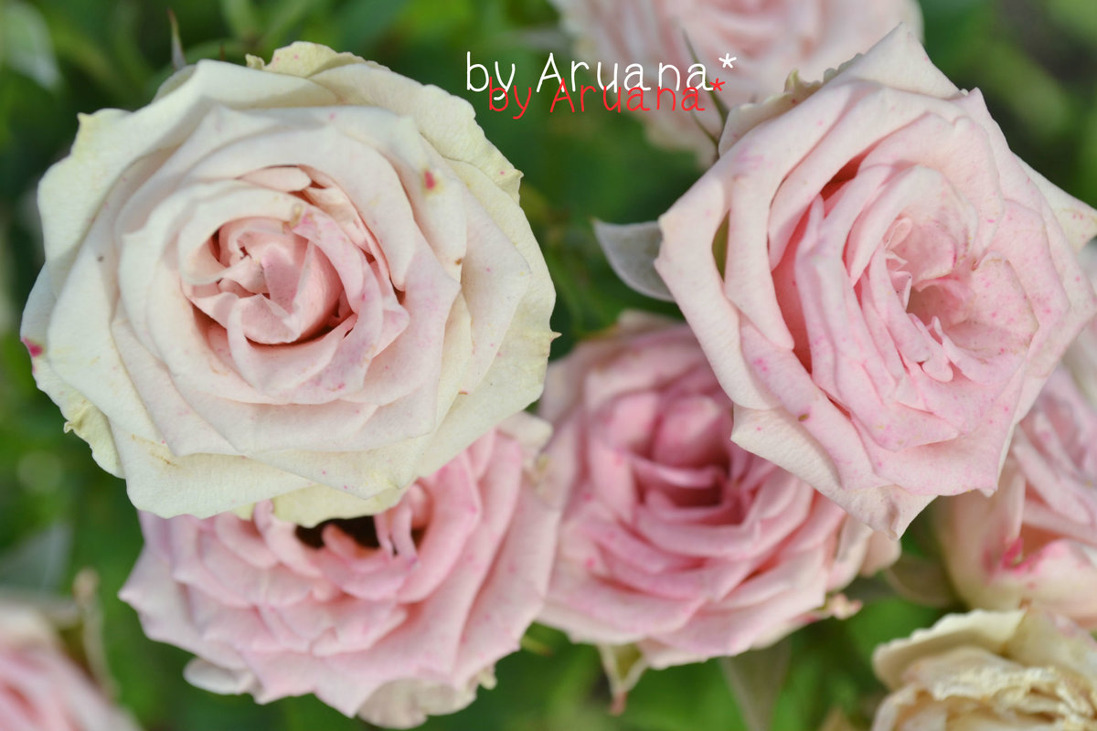 розовые розы - Аруана Абаева