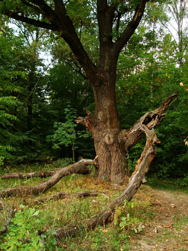 Осень жизни дерева DSC08449 - Андрей Лукьянов