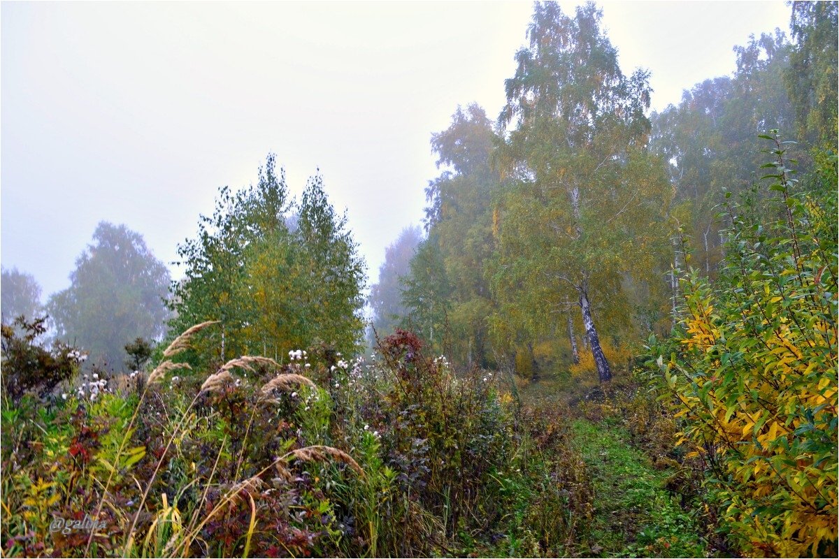 Осенний туман - galina tihonova
