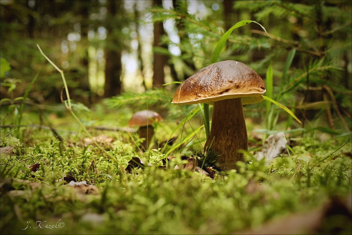 За грибами в лес пришла.... - Елена Kазак (selena1965)