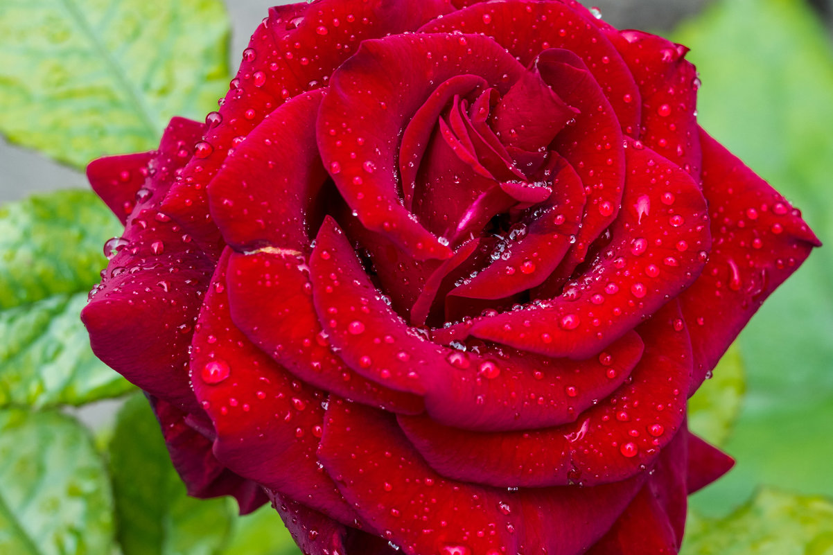 роза с россыпью дождя - Tatsiana Latushko