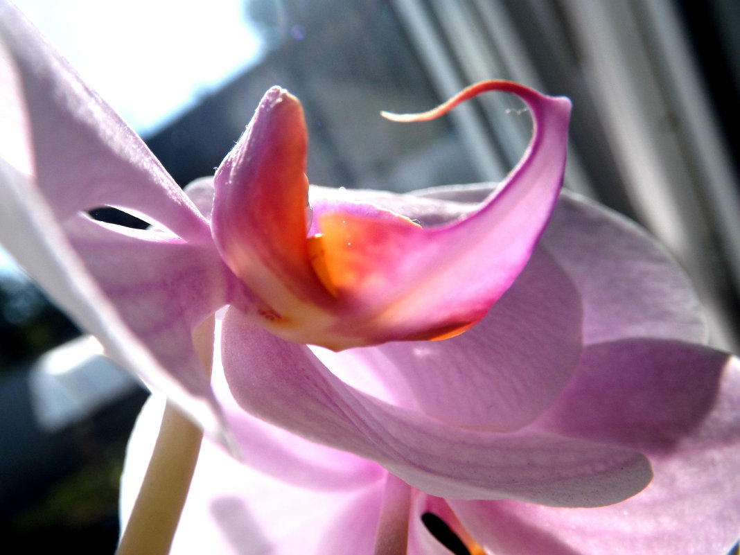 Орхидея - Елизавета Белянина