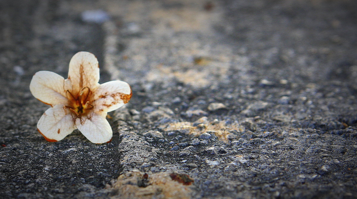 цветок на асфальте - koncyella смирнова