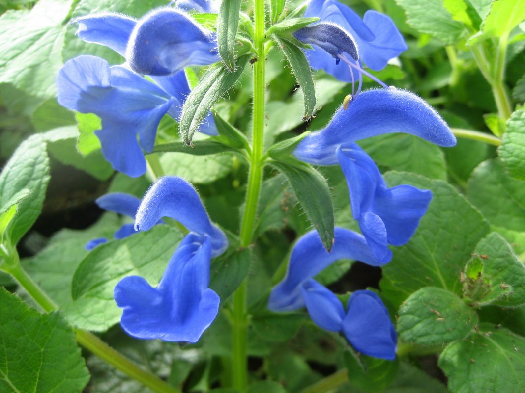 Salvia patens Oceana® Blue - laana laadas