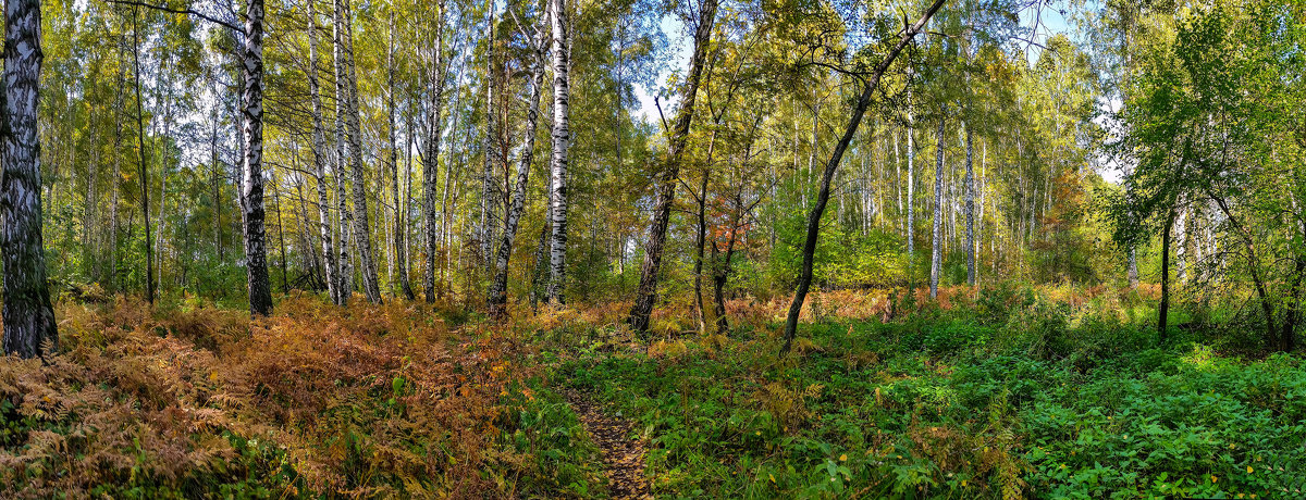 Осень в берёзовом лесу. 17.09.2014. Samsung Galaxy S5, панорама из 7 вертикальных кадров. - Vadim Piottukh 
