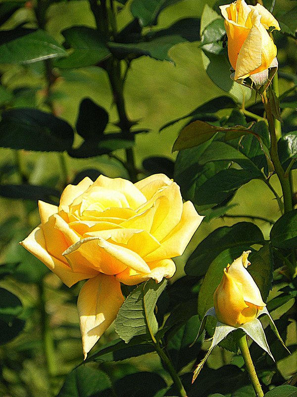 Царица жёлтых роз и золотистых пчёл... - Галина 