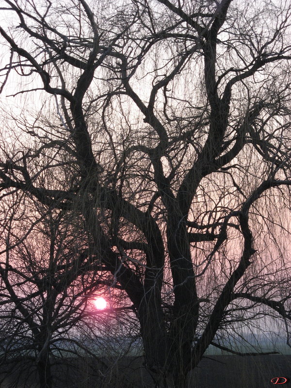 Старое дерево - Anatol Dzhygyr