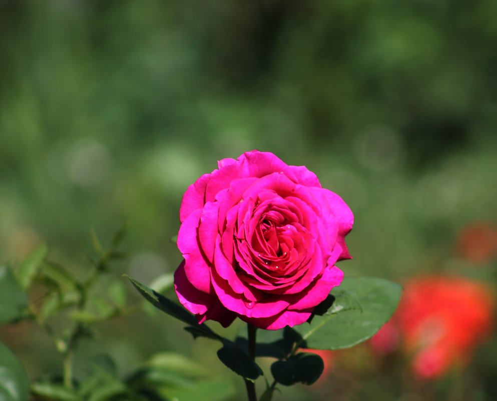 Роза - GALINA 