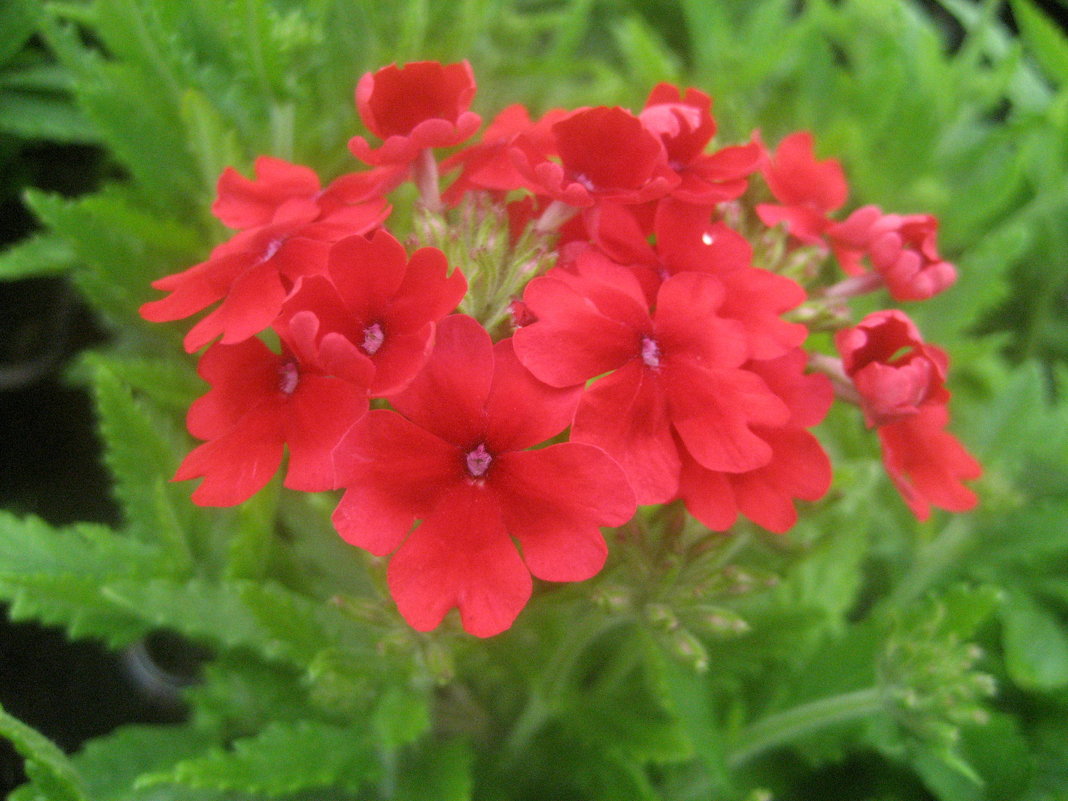 Verbena - laana laadas