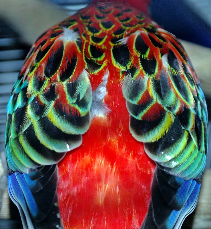 Сзади я красавец, а спереди ваще неотразим!!! (Выставка экзотических птичек) - muh5257 