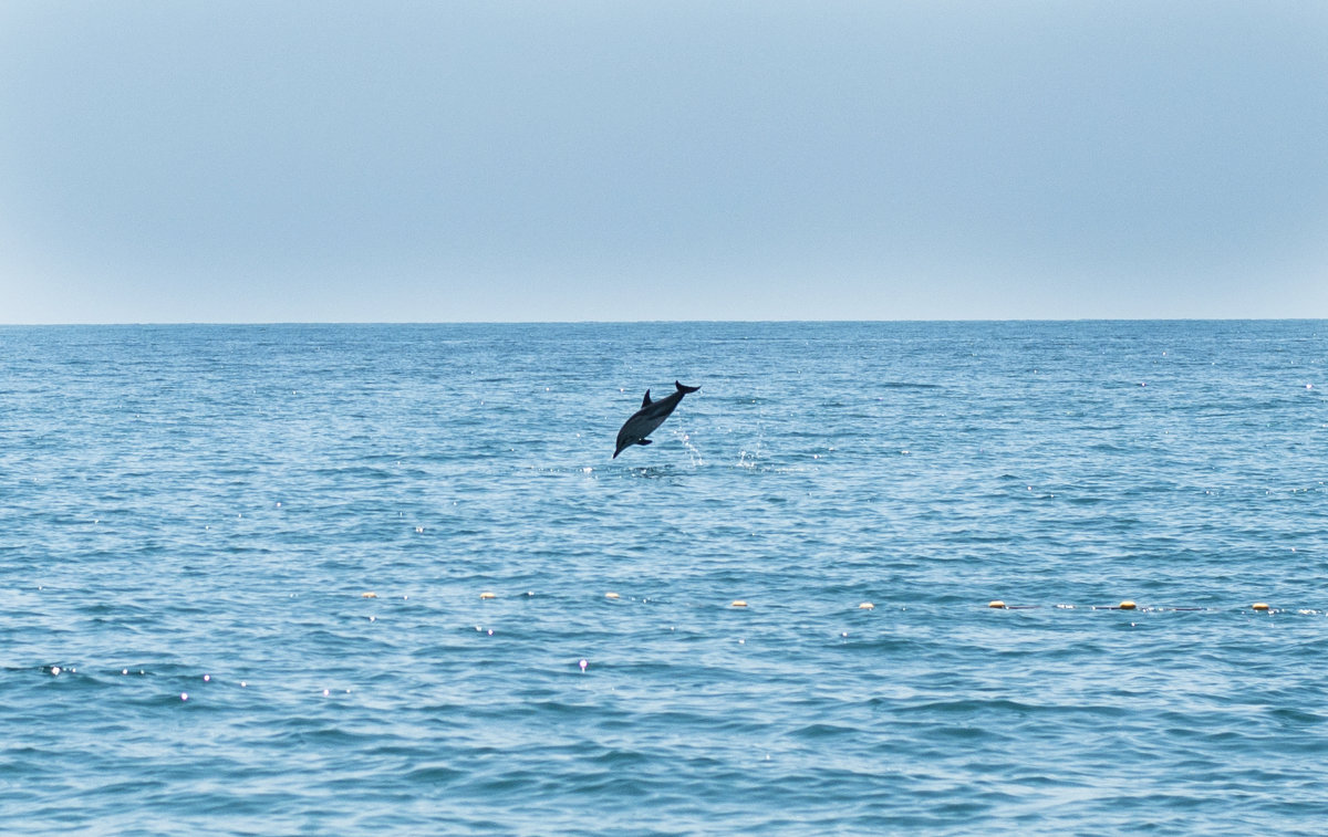Дельфины покормиться приплыли, набережная Нижнеимеретинской низменности - Елена Михеева