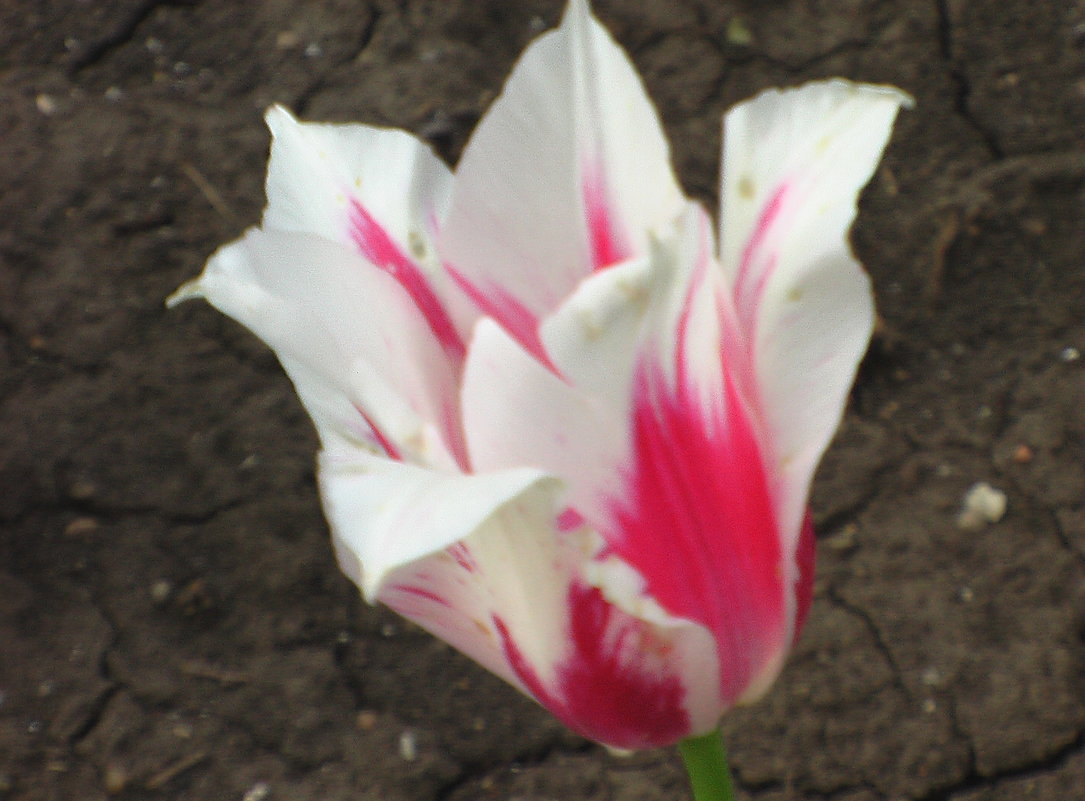 Белый фужер   тюльпана  с красным дном lotos 5 - Valentina Lujbimova [lotos 5]