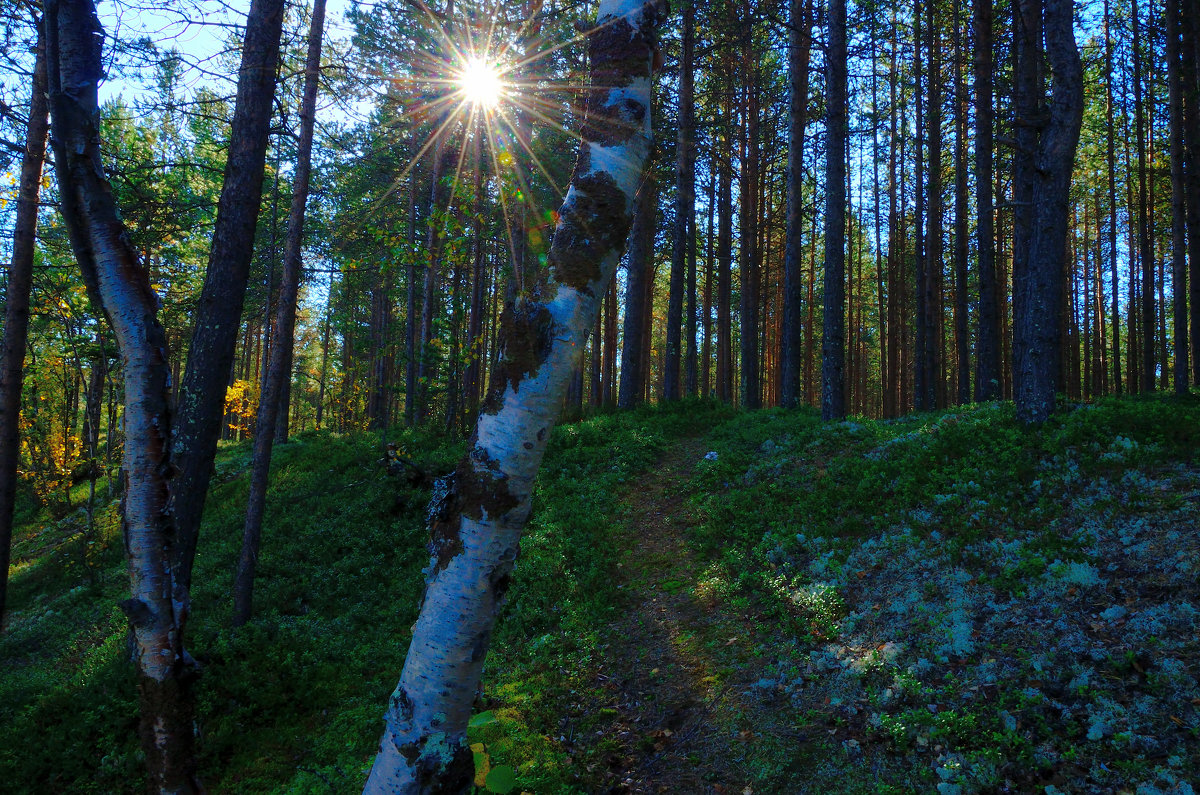 Утро в лесу - Александр Кокоулин