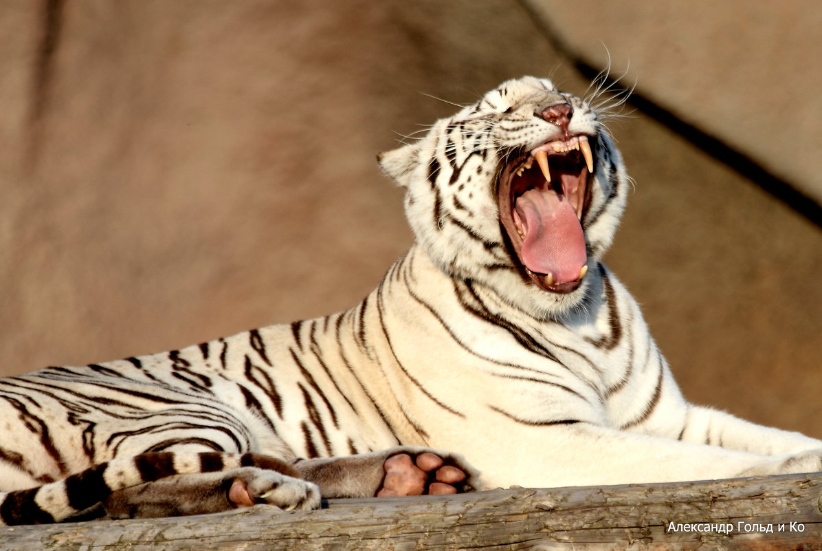белый тигр - Alexandr Gold 