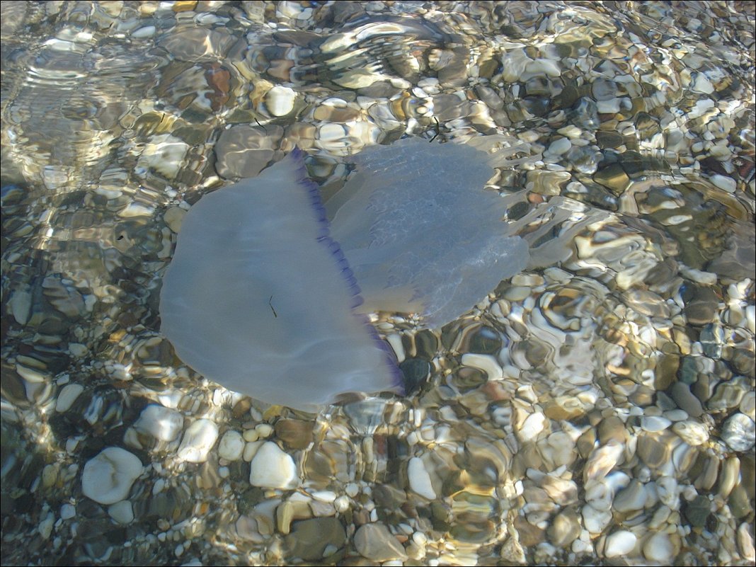 Голубая медуза - Нина Корешкова