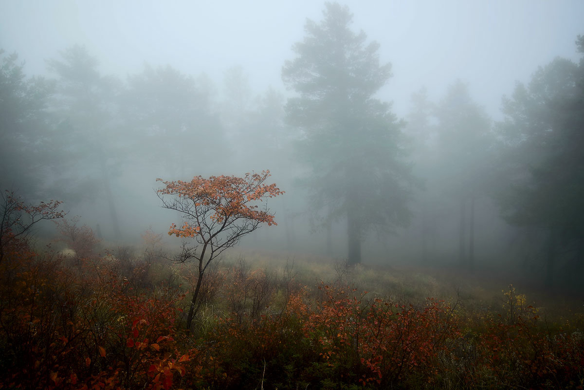 Осенний туман - Сергей Брагин