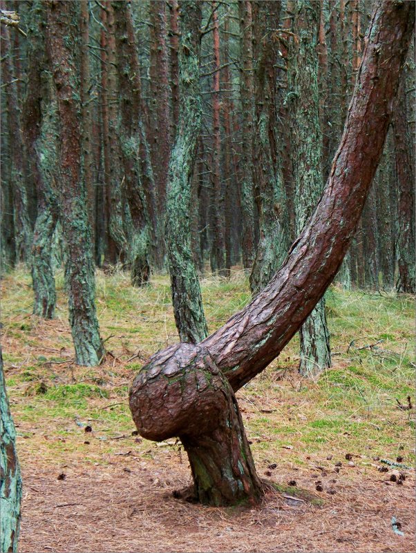 Дерево "Танцующего" леса. - Валерия Комова