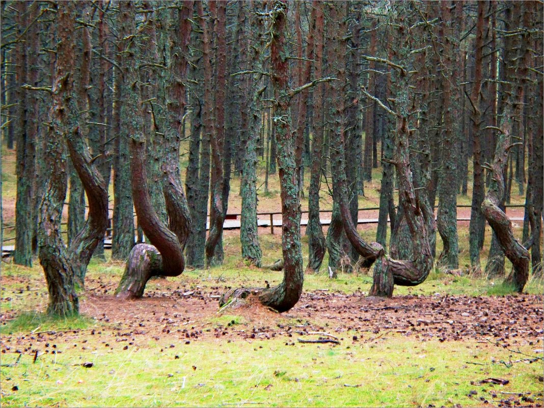 "Танцующий лес". - Валерия Комова