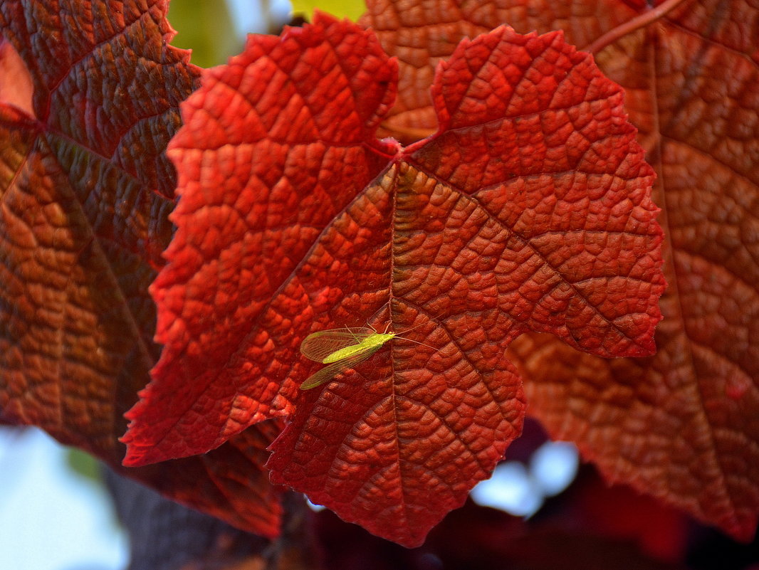 Осенний лист винограда - Игорь 