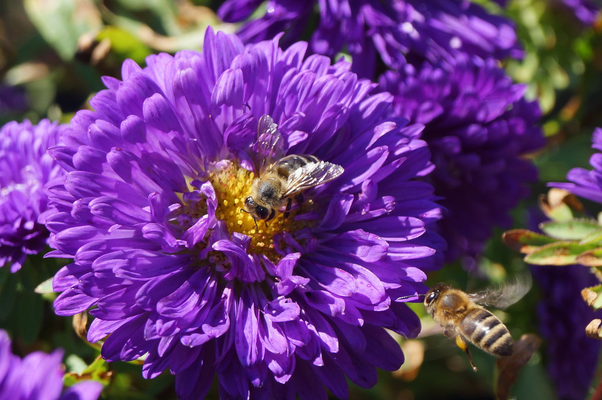 пчелиная работа - Настасья 