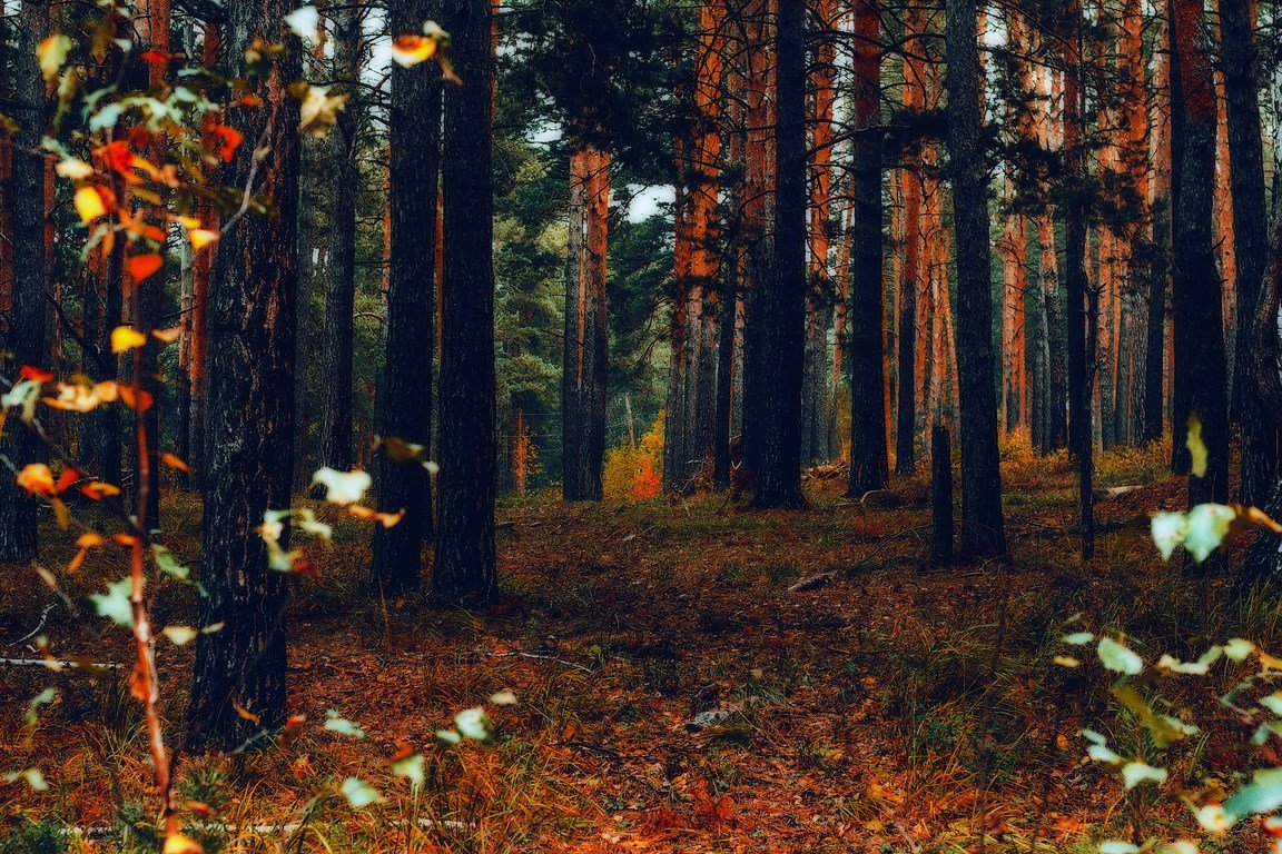 autumn - Андрей Афонасьев