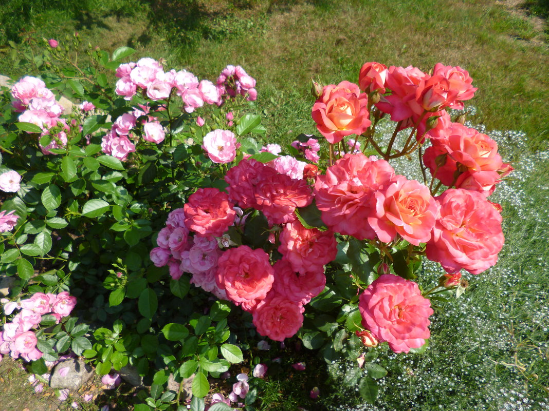 розы Angela и Midsummer - lenrouz 
