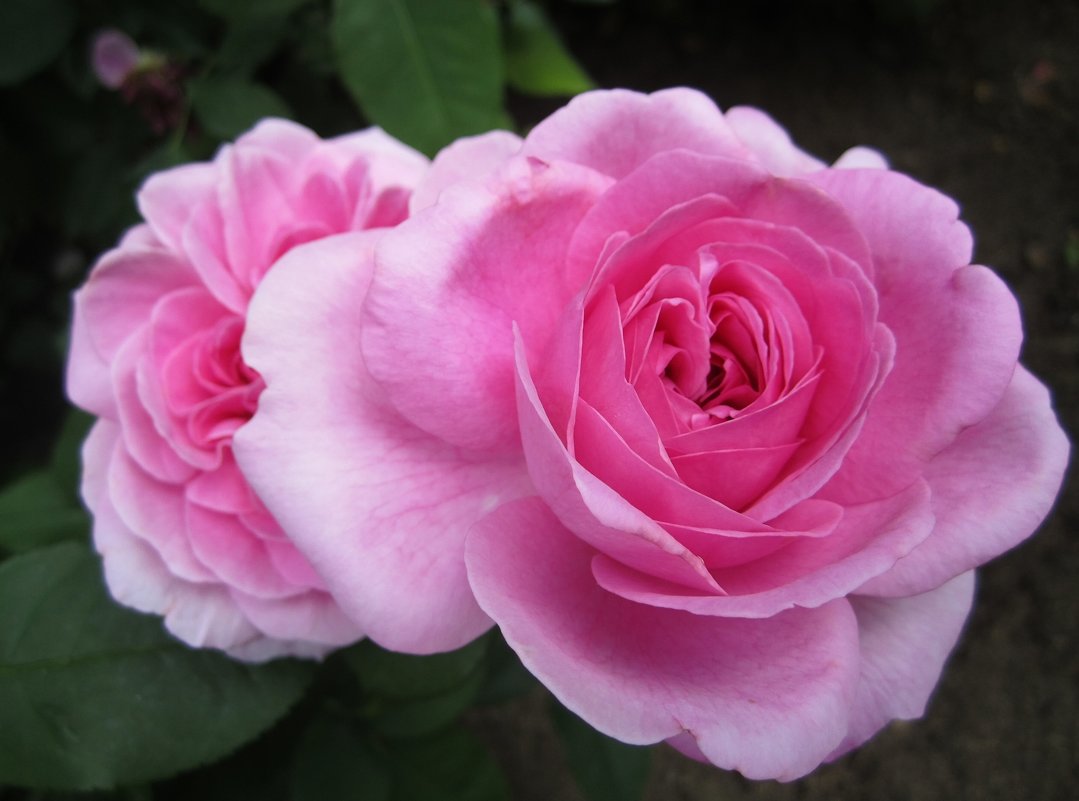 роза Gertrude Jekyll - lenrouz 
