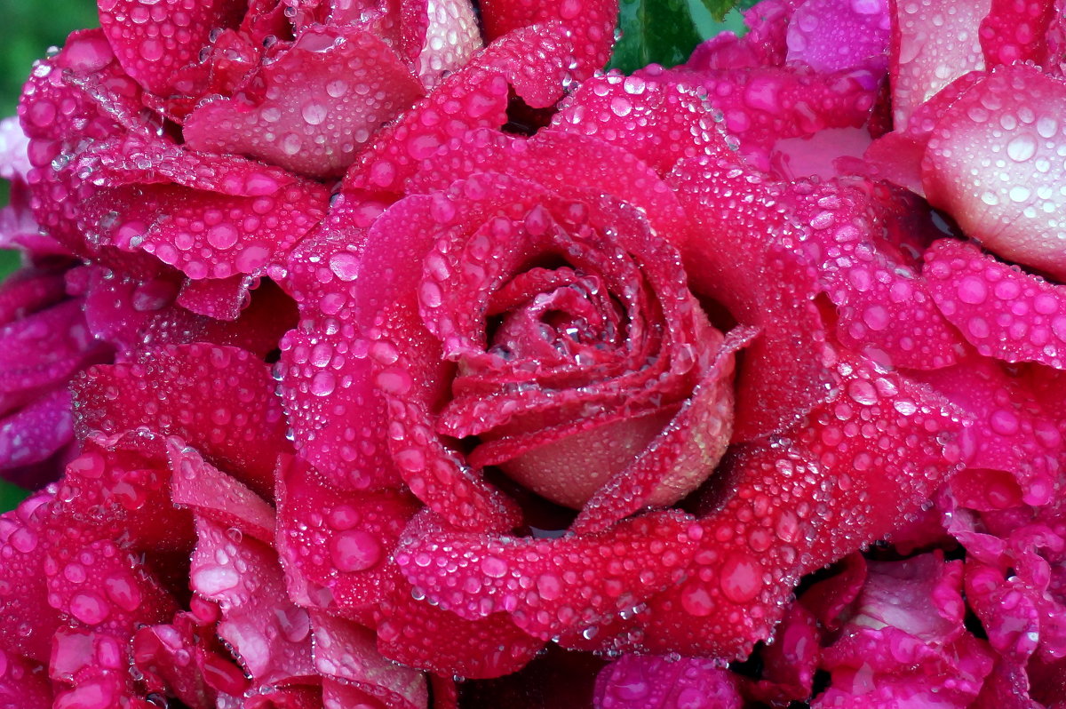Цветы в дождь - Мила C