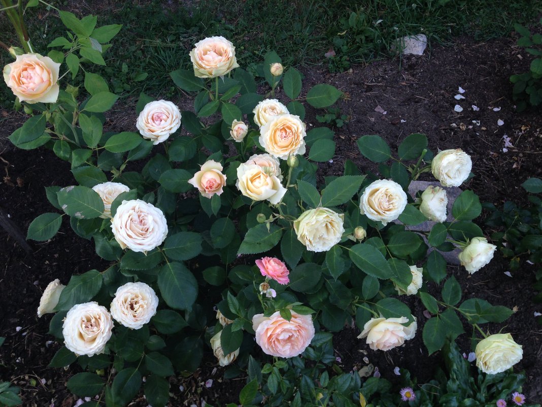 куст розы Jalitah - lenrouz 