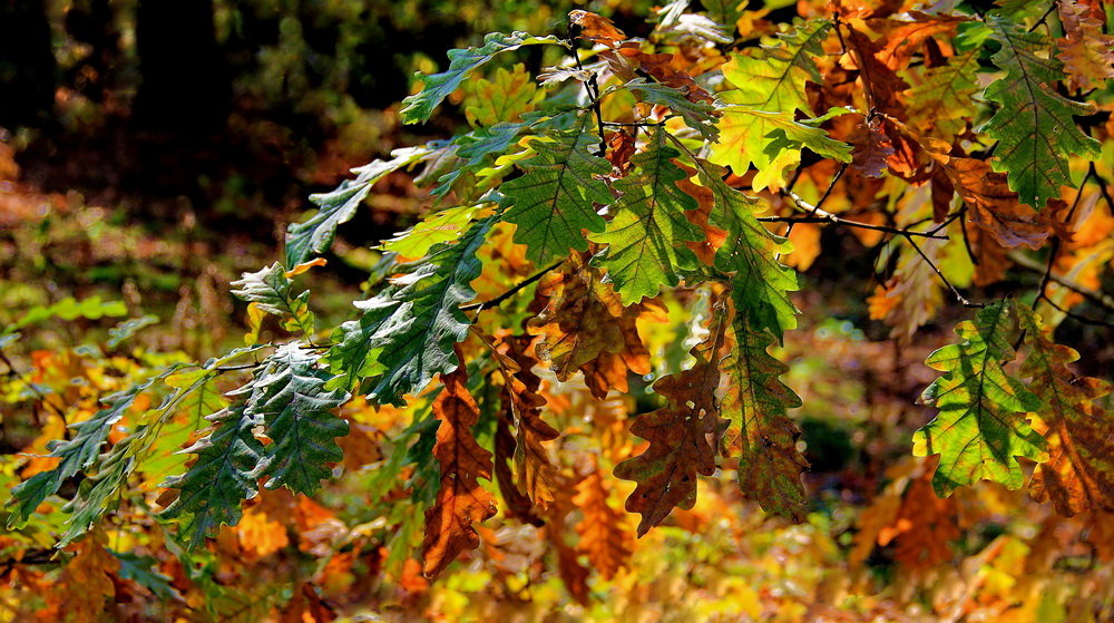 Осенних листьев вернисаж... - Лесо-Вед (Баранов)