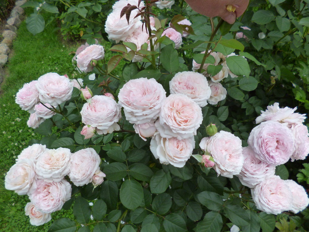 роза James Galway - lenrouz 