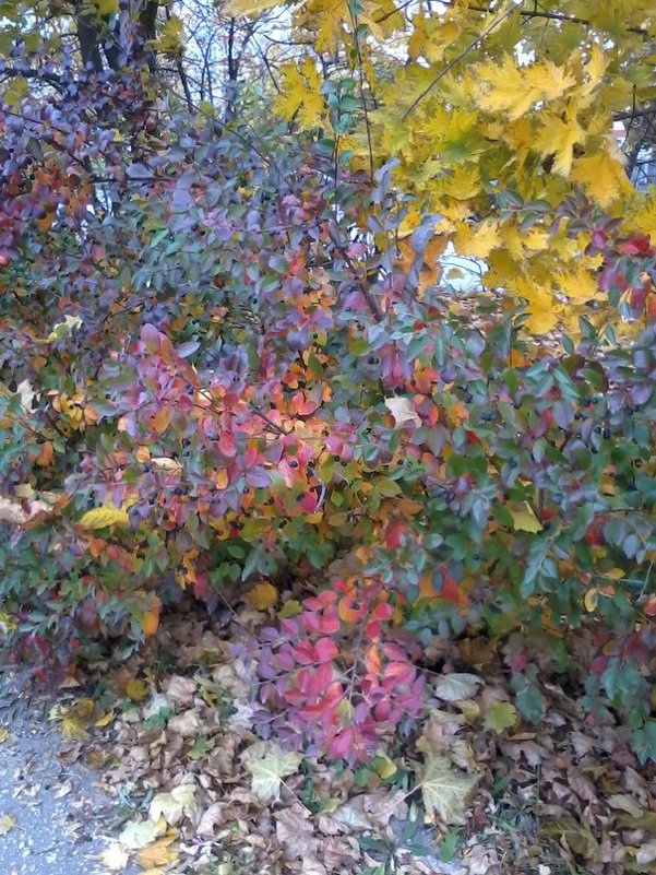 Осень рисует разноцветными мазками - Галина 