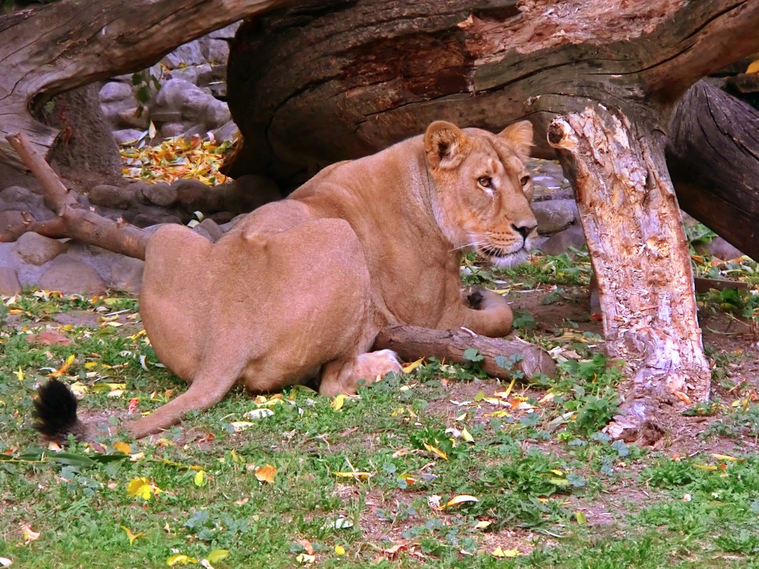 Львица из Гирейского леса - Natali Nikolaevskay