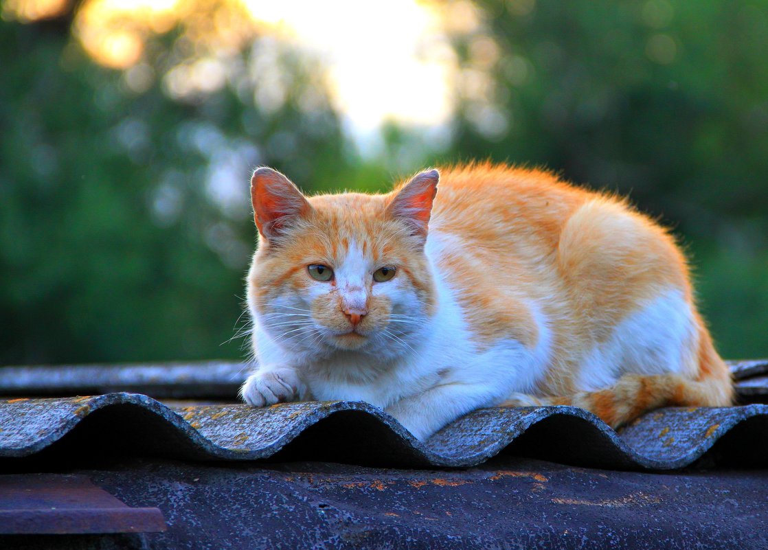 Рыжий кот на серой крыше - Тамара 