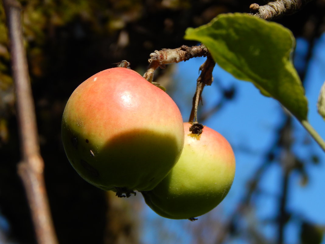 освещенные солнцем яблоки - lesia 