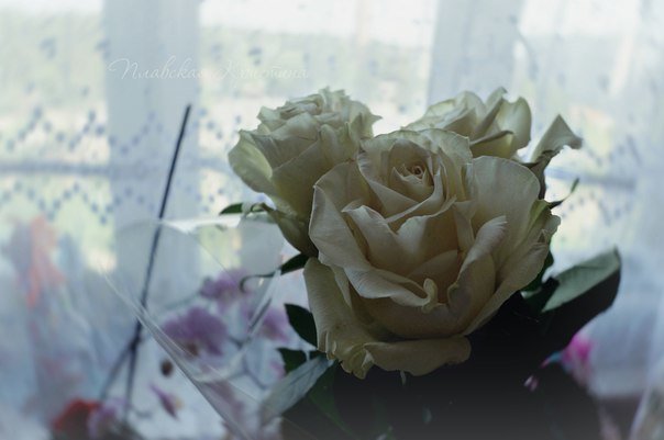 Белые Розы - Кристина Щукина