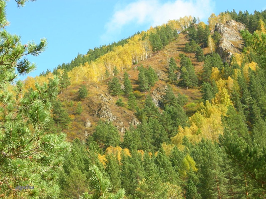 В горах Саянских  осень сказочно прекрасна! - galina tihonova