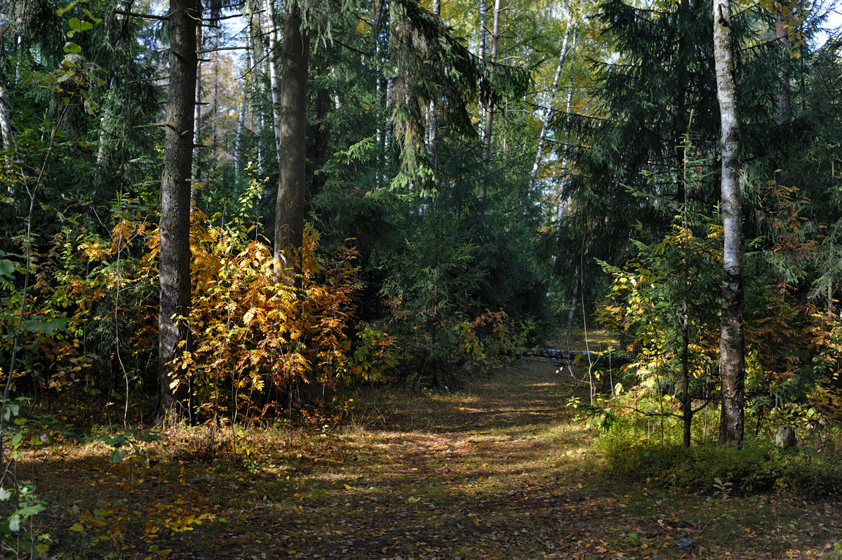 Смешанный лес осенью - Виктор Берёзкин