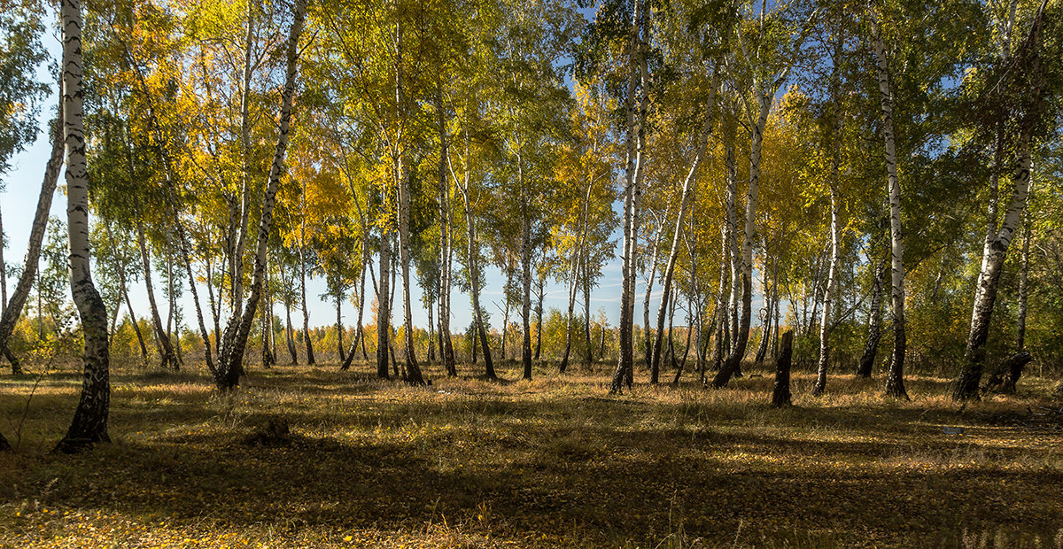 Фото Березовый Край