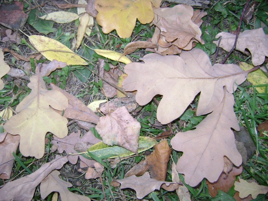 Осенние листья - Анатолий 