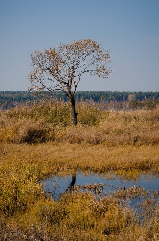 *** - Леся Рязанцева