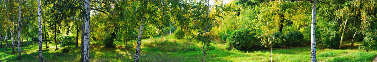 Джунгли парка Кирова в городе Рубцовск, Алтайский край, Россия - Grishkov S.M.