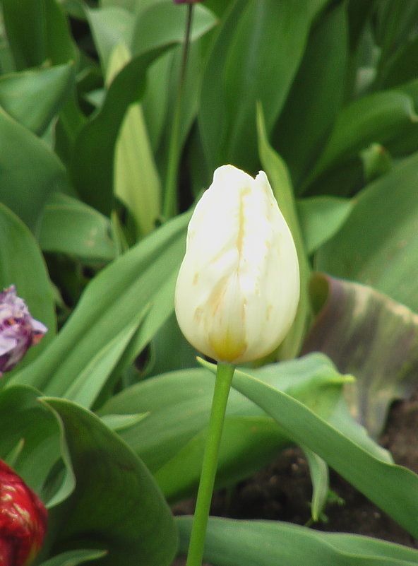 Белые    тюльпаны  ,словно  беле письмена  lotos   5 - Valentina Lujbimova [lotos 5]