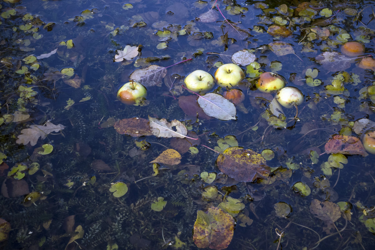 Дикие яблоки в синеве, отражённой водами осеннего пруда - Алексей Окунеев
