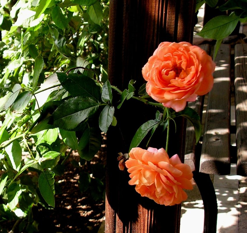Болгарские розы - Елена Даньшина