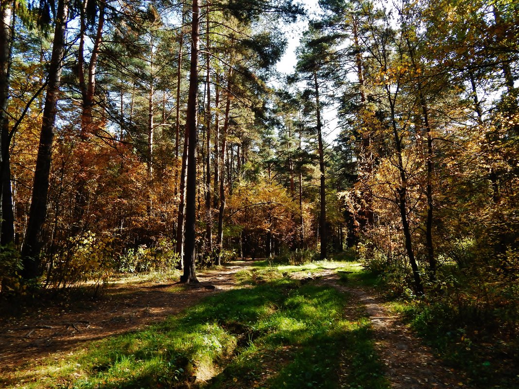 Шишкин лес в Нахабино - Валентина Пирогова