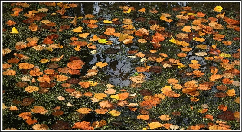 Листья жёлтые на гладь пруда ложатся... - muh5257 
