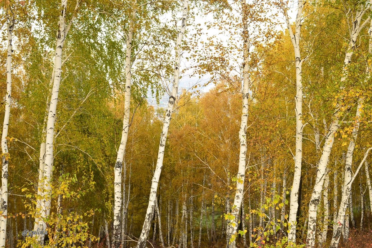 Осень в лесу - galina tihonova